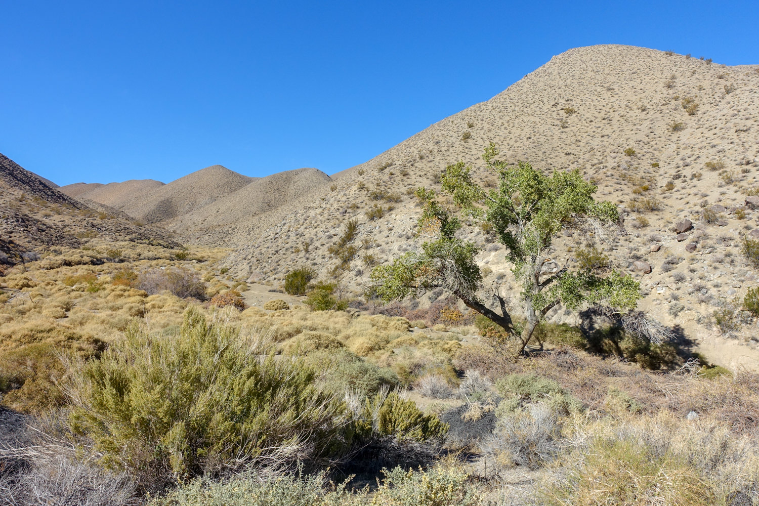 mesquite tree and rabbit brush below a gently sloped mountain on the cottonwood marble canyon loop