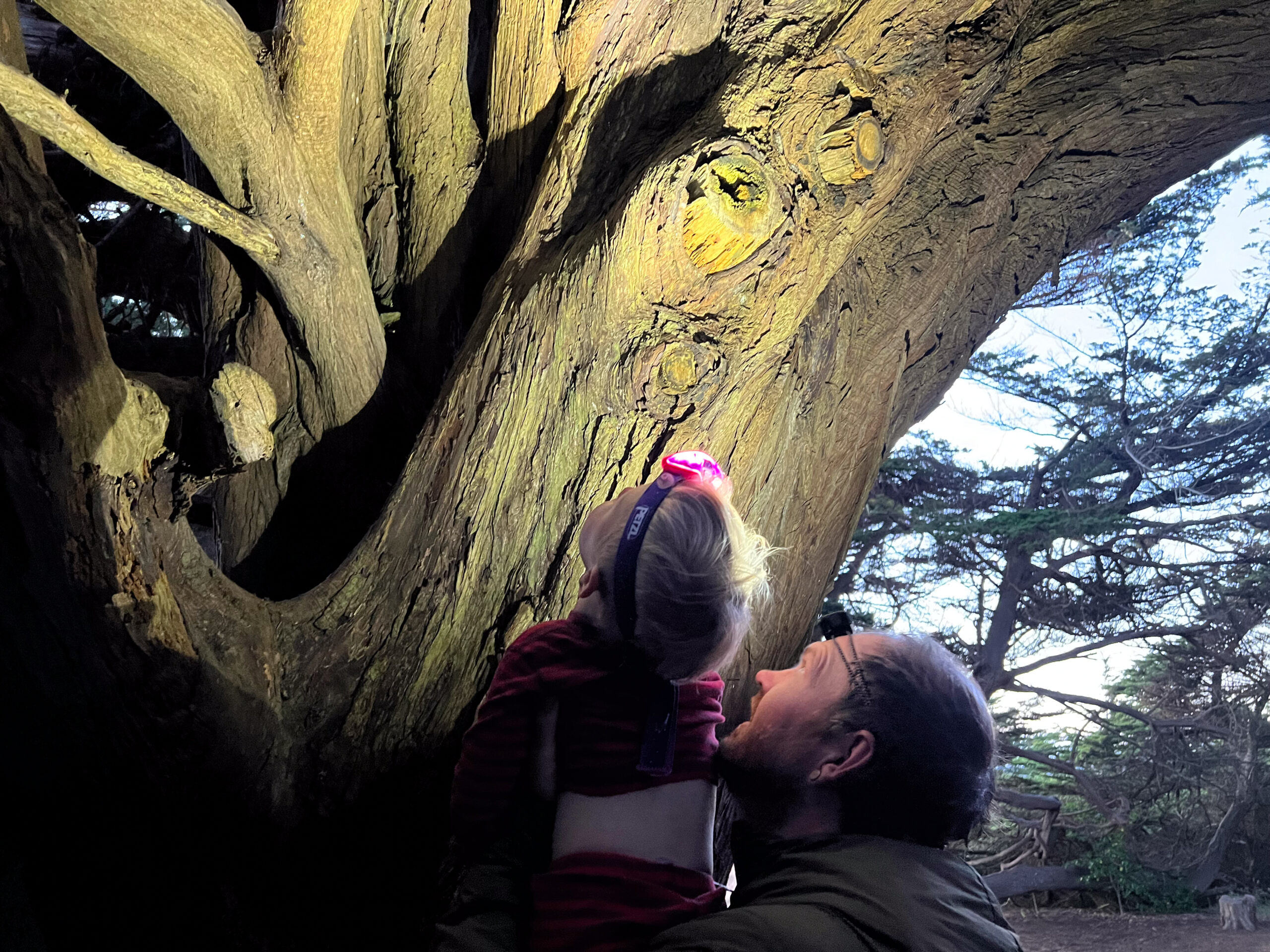 A father and son peer into a large tree with their headlamps pointed upward.