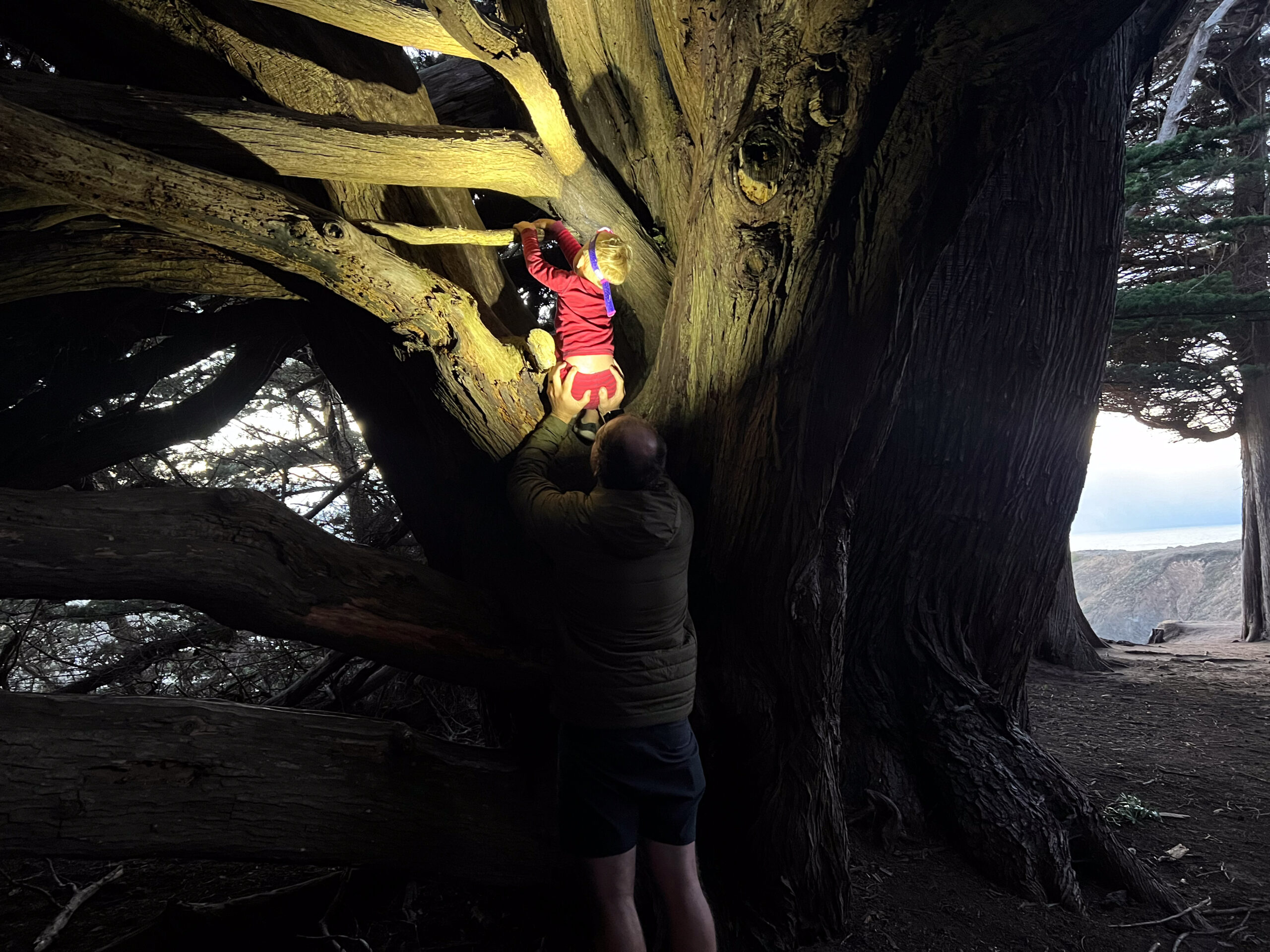 A father hoists a child up into a large cypress tree with their headlamps pointed upward.