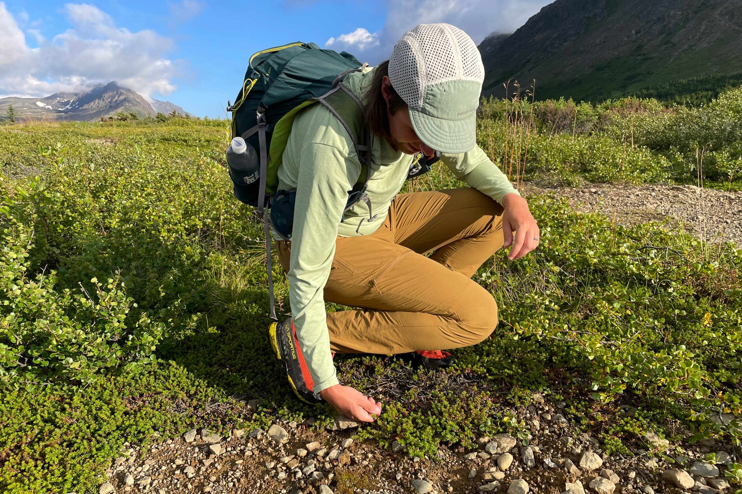 A man crouches to pick berries.