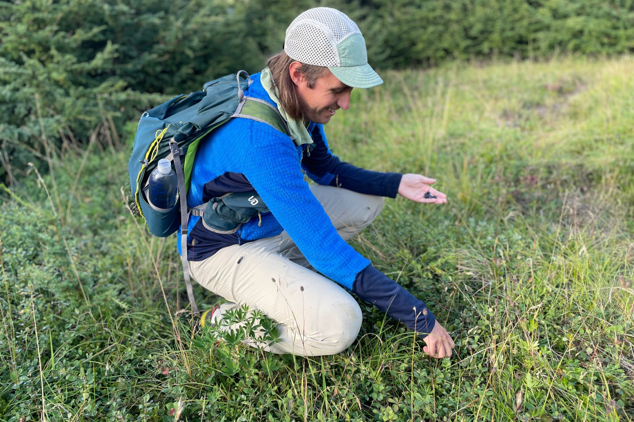 A man picks blueberries while crouching.