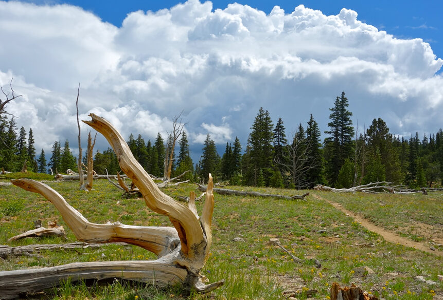 dried branches bleached by the sun and weather alongside the collegiate peaks loop