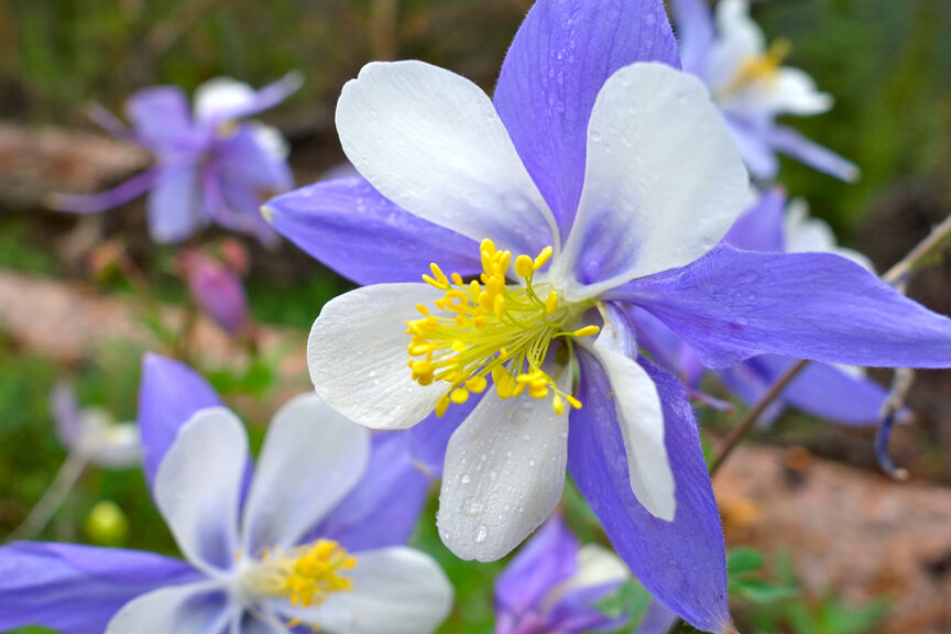 wildflower with purple and white petals and yellow stamens 