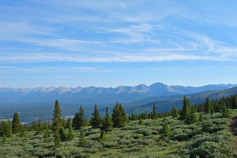 wide view of a rocky mountains with a meadow with some firs in the foreground on the collegiate peaks loop