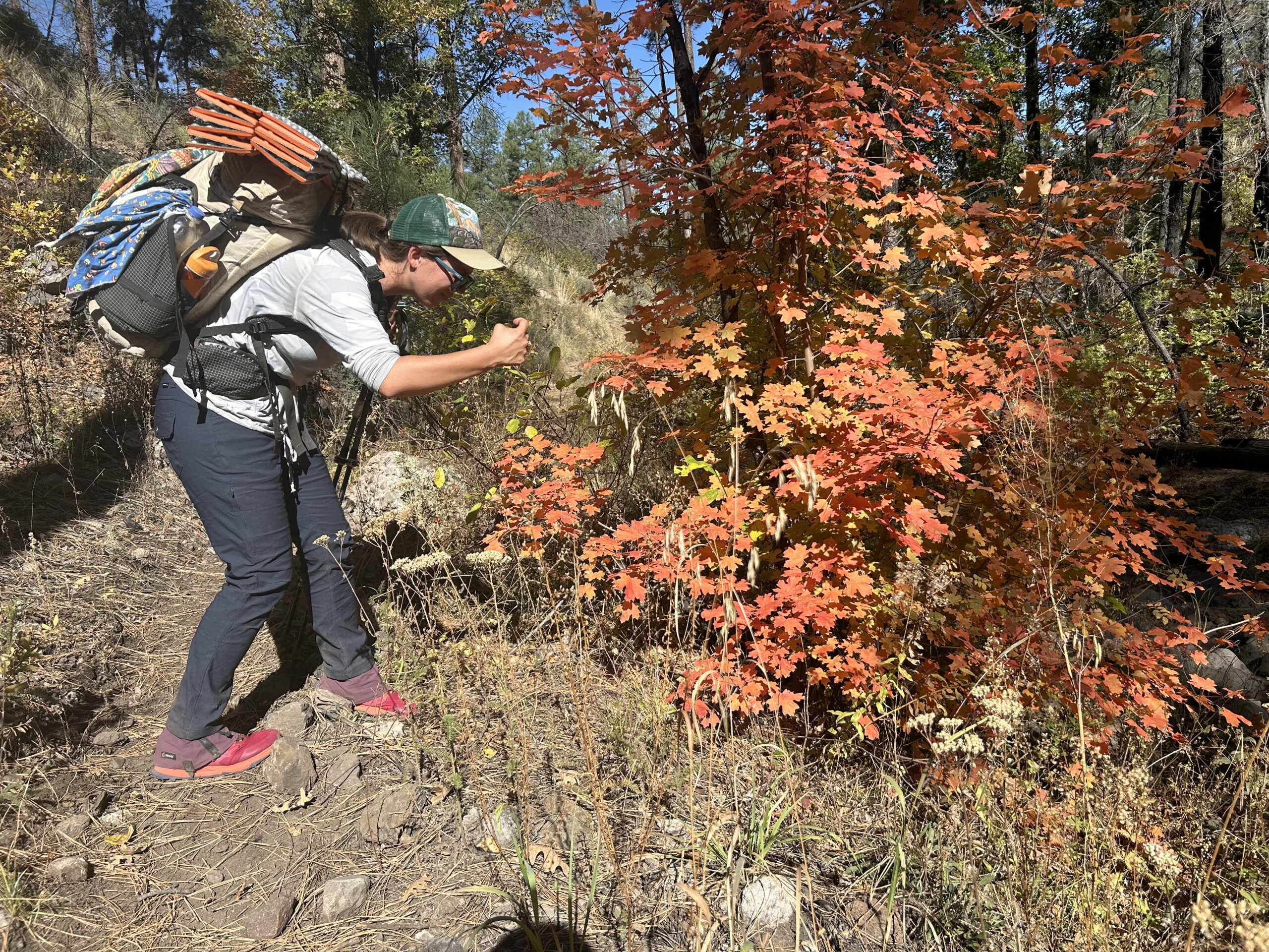 A person wearing the Halle pants and a backpack is taking a picture of some orange leaves on a bush in the woods.