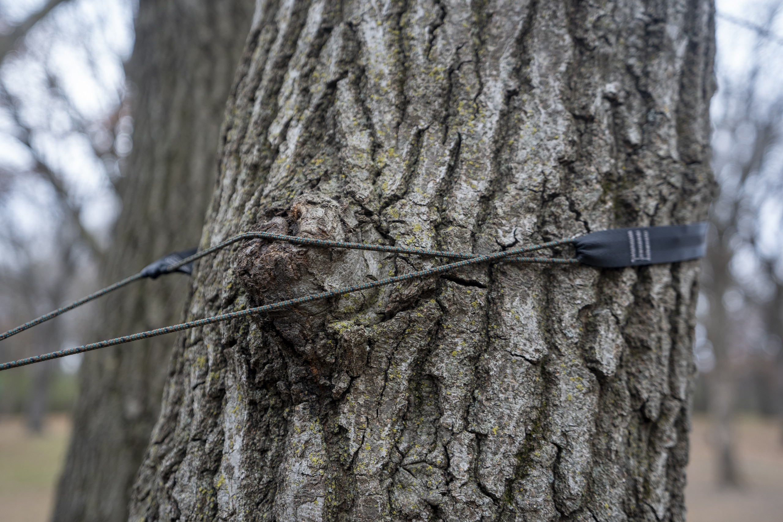 a strap and cord system wrap around a tree