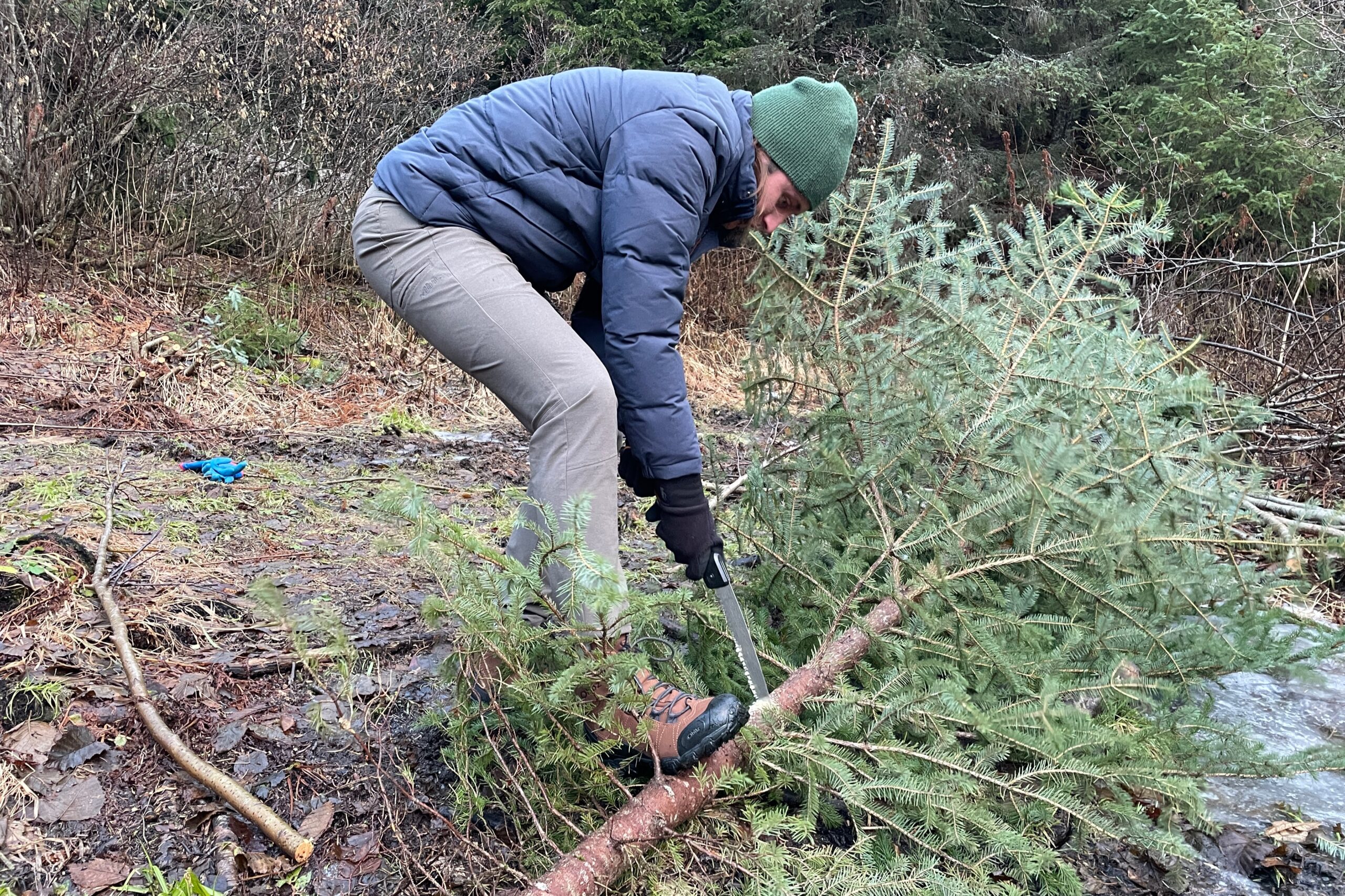 A man cuts a christmas tree.