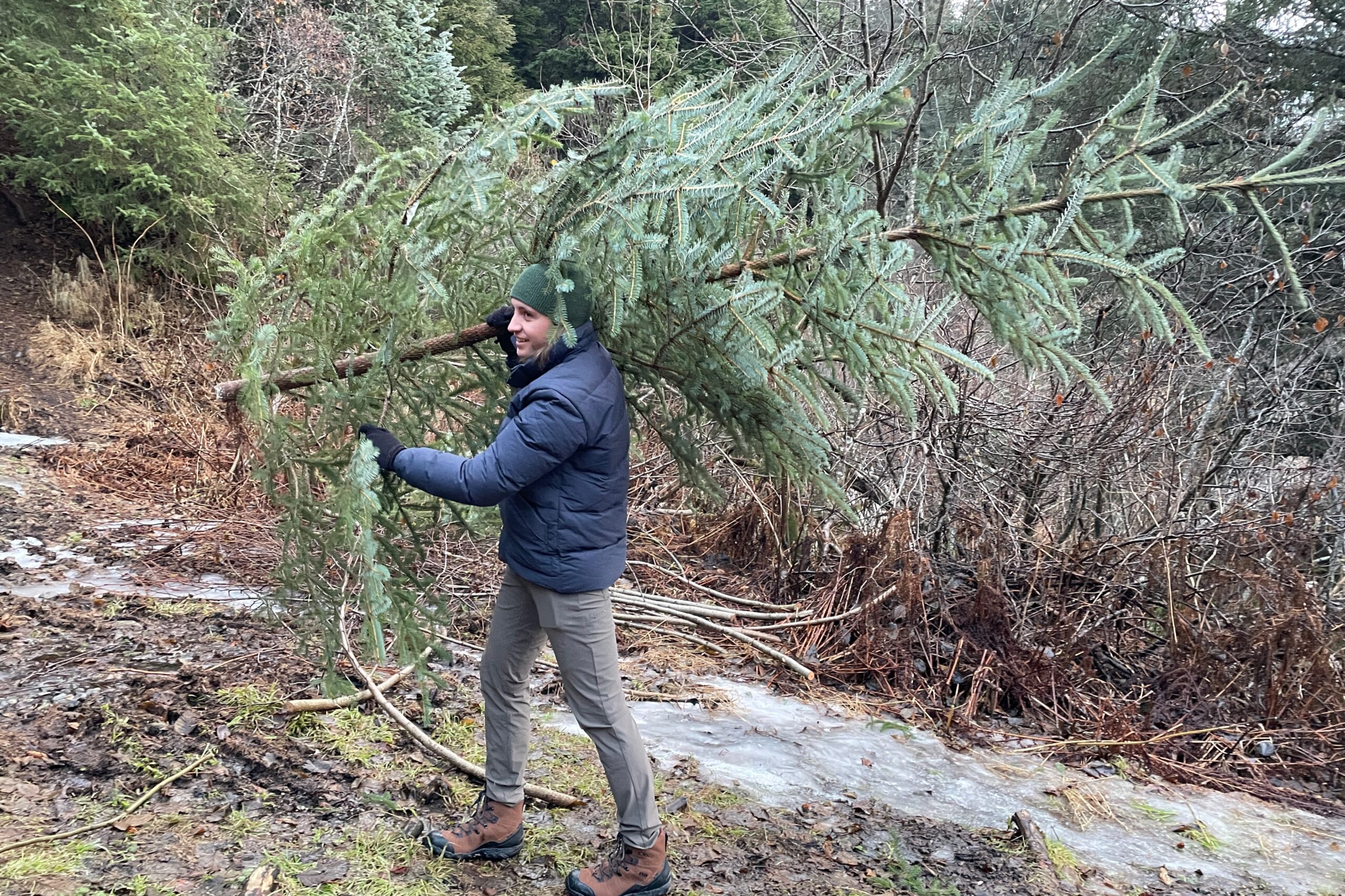 A man carries a christmas tree.