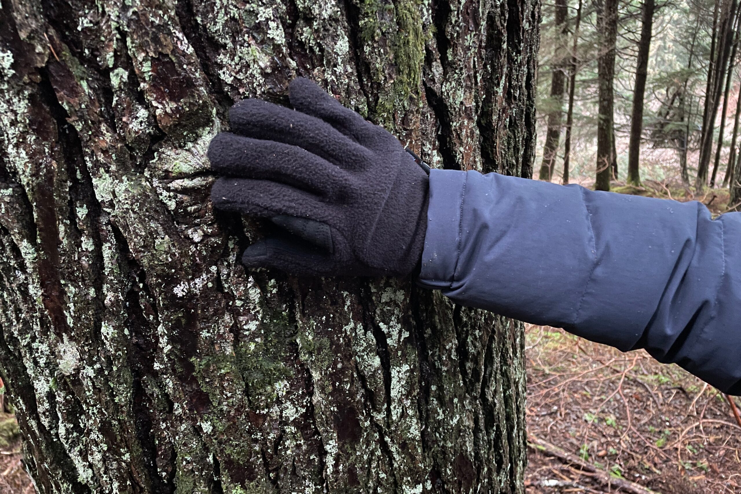 A glove hand on a tree trunk.