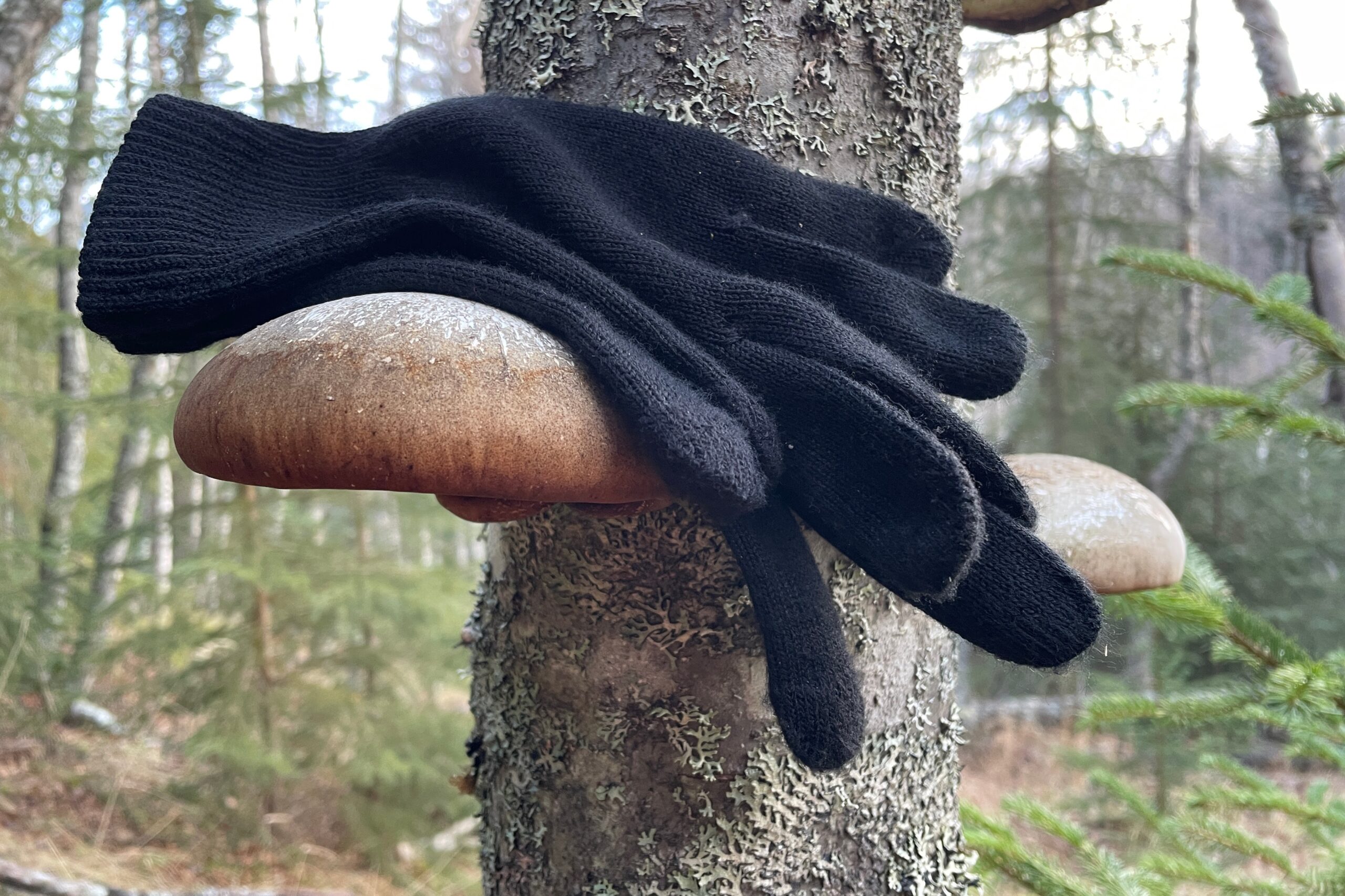 A pair of glove sits on a mushroom.