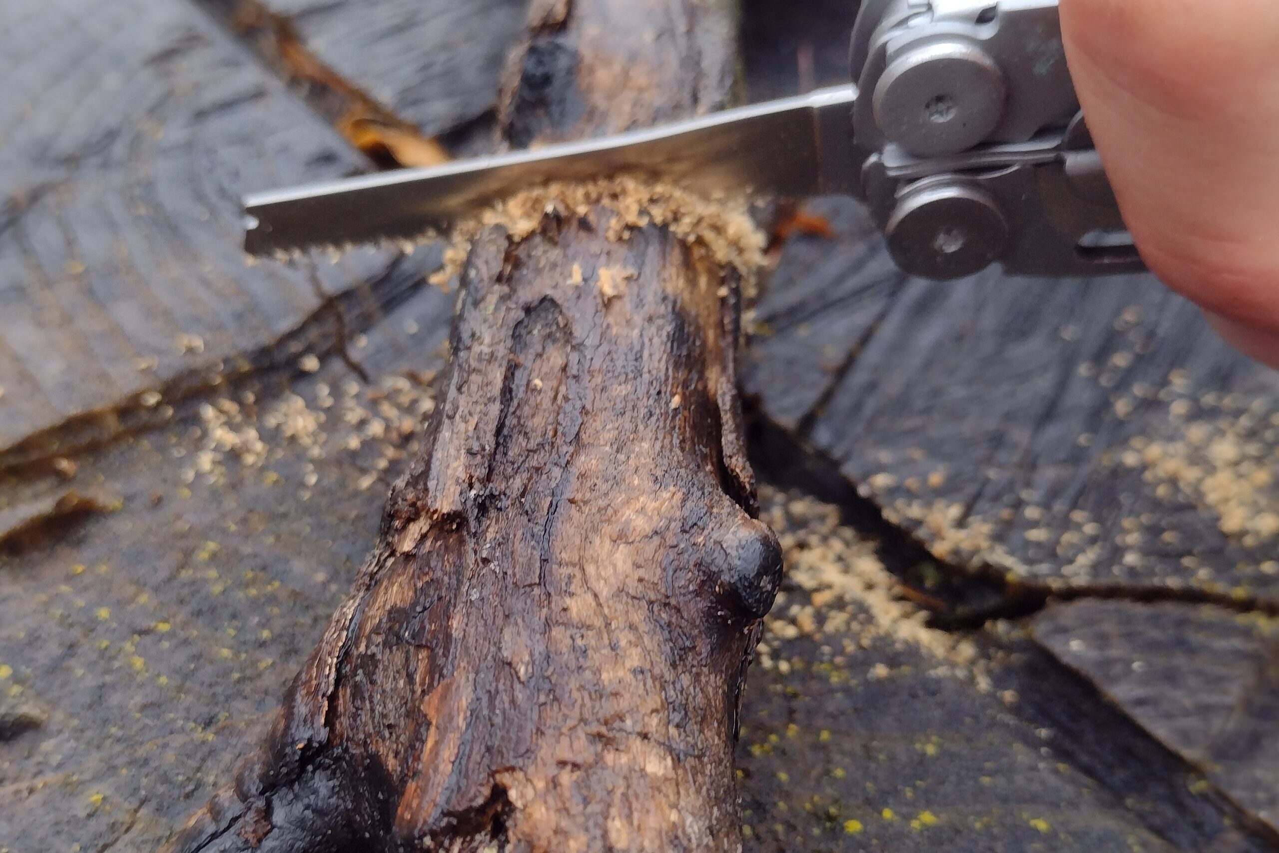 The Leatherman Wave+ cutting through a small branch on top of a log.