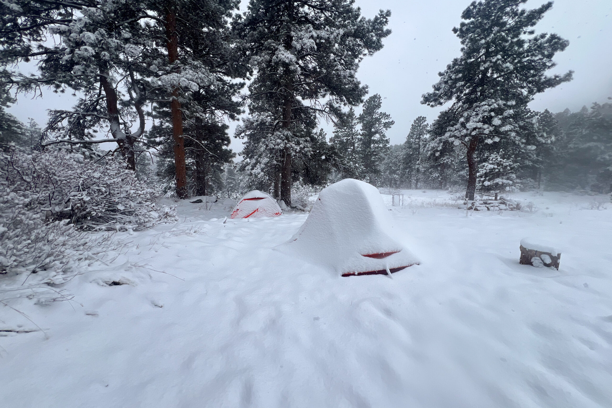 Two snow-covered MSR tents in a snowy campsite surrounded by pine trees.