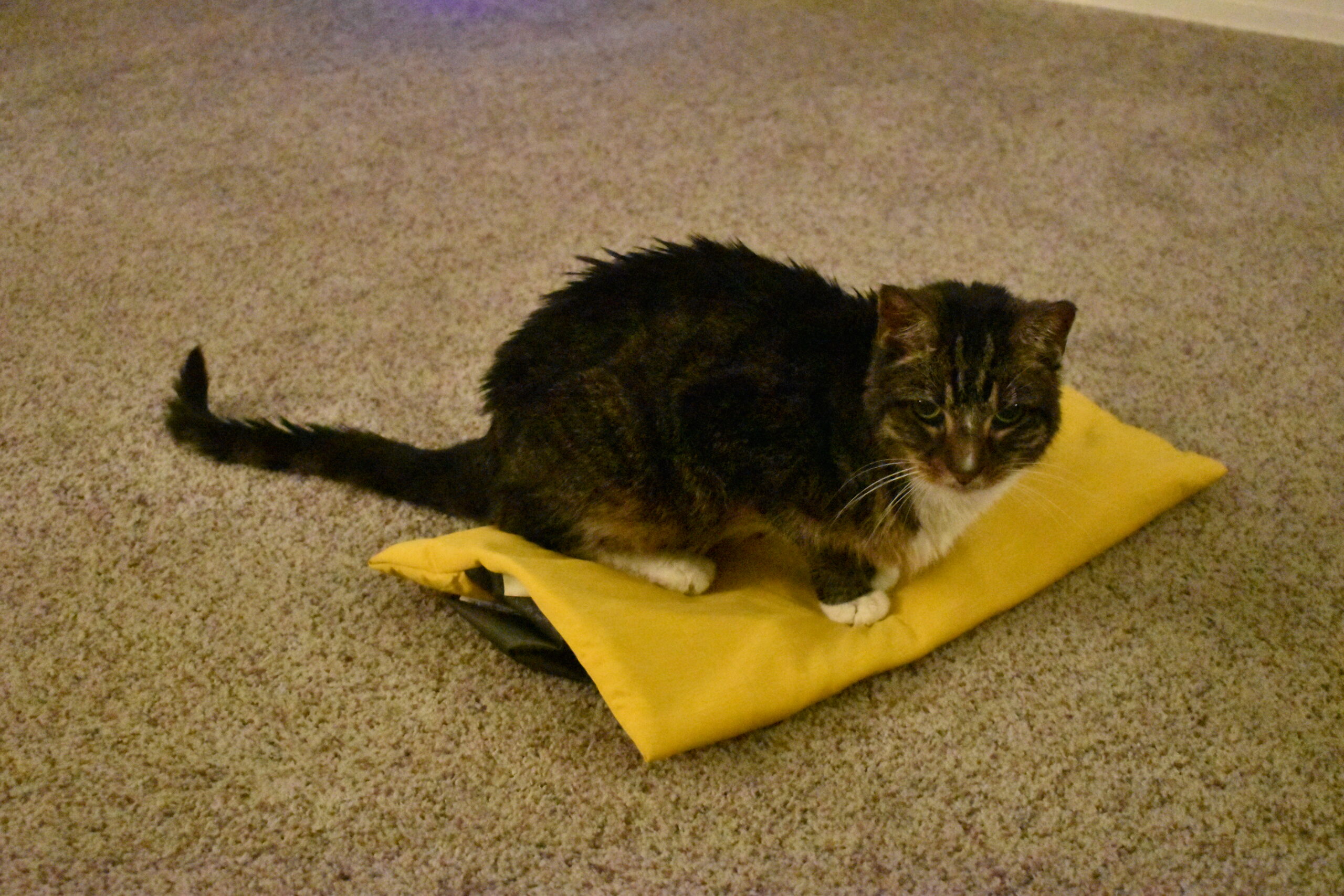 A cat resting on the NEMO Fillo Elite Luxury pillow which is laying on the carpet