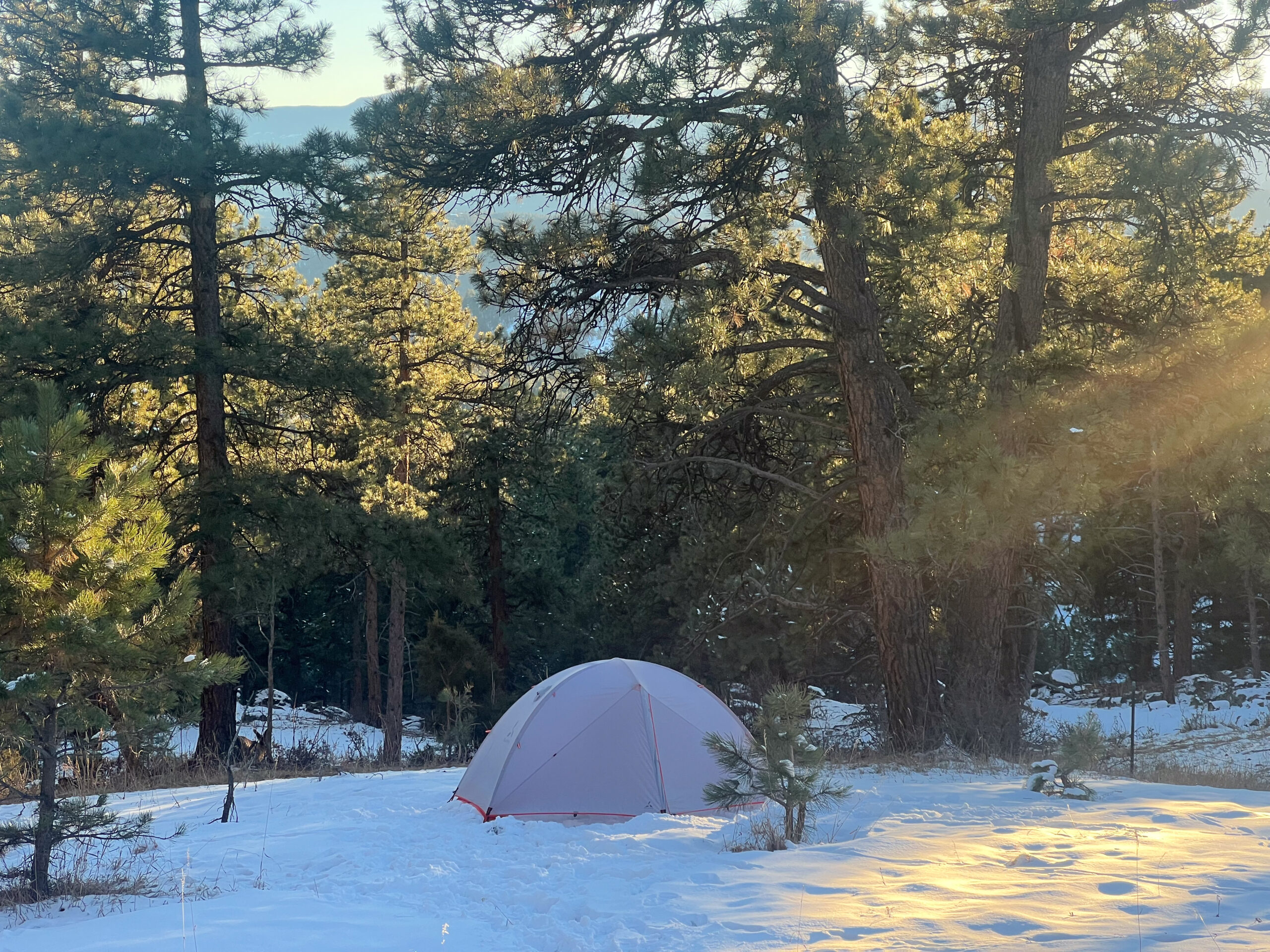 The SlingFin CrossBow 2 tent set up in a snow-covered forest with trees and soft sunlight.