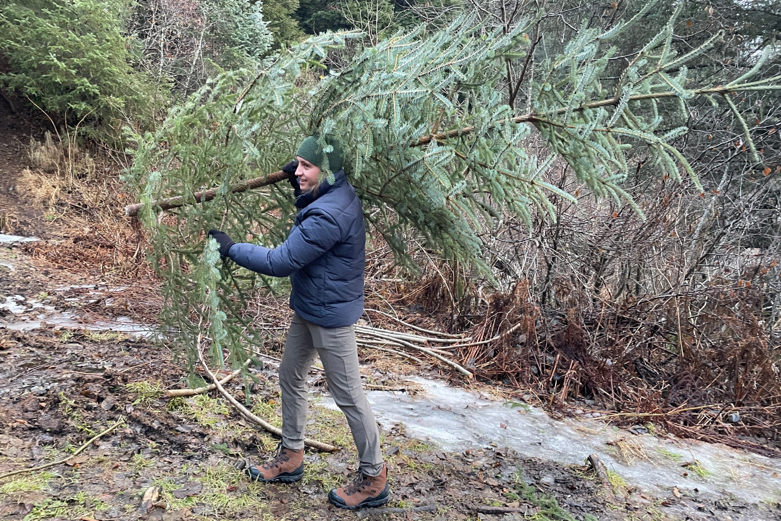 A man carries a spruce tree out of the forest.