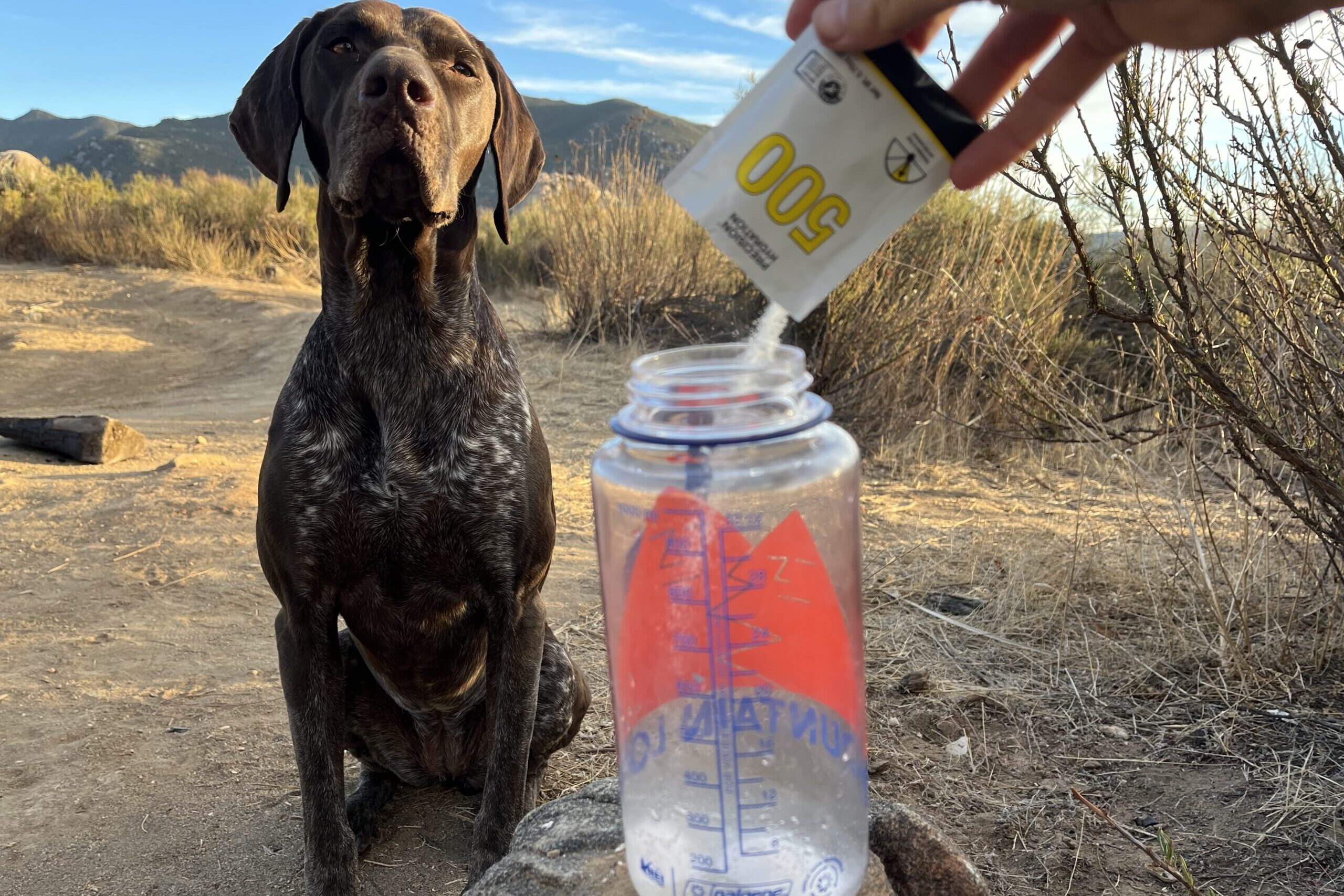 Precision hydration PH 500 powder being poured into a reusable water bottle, with outdoor background and brown dog in view