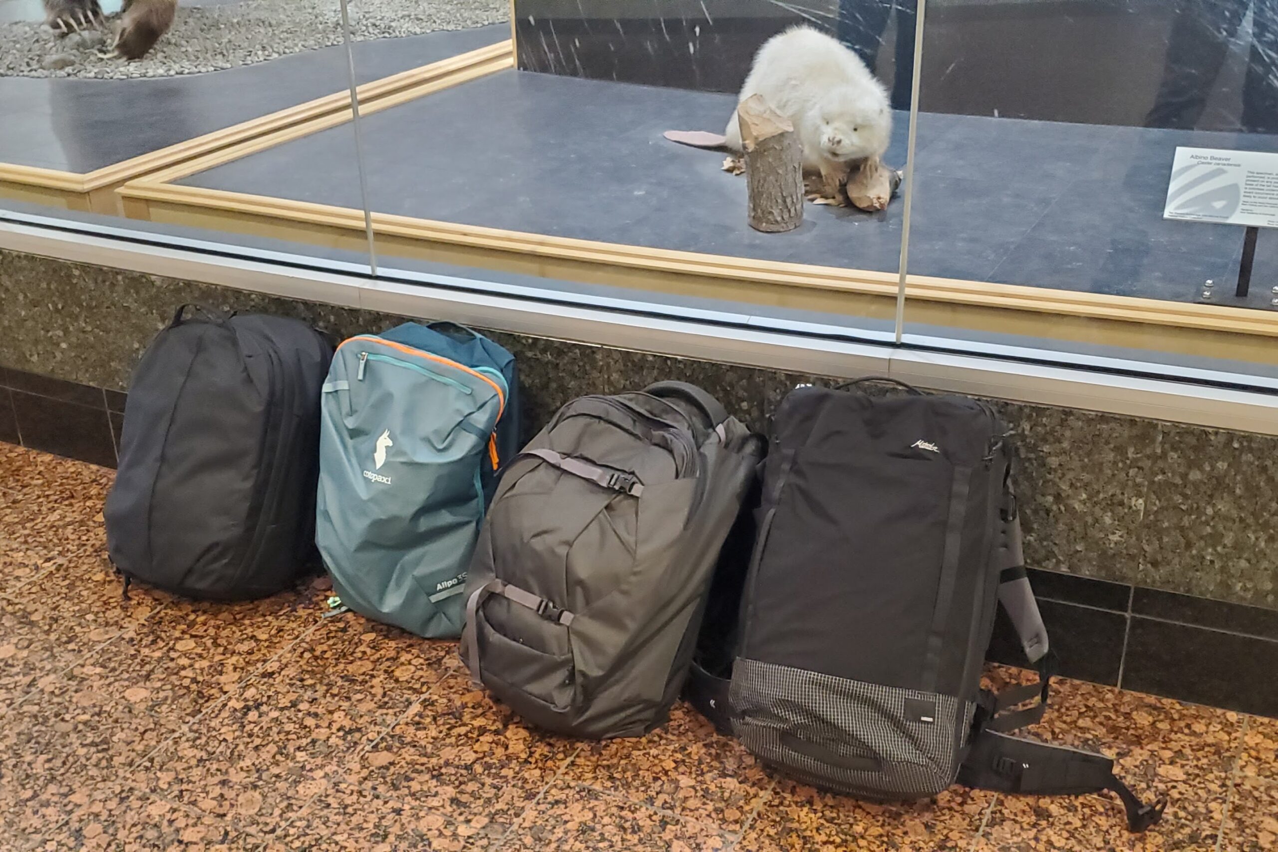 A row of backpacks in front of a display of an albino beaver.